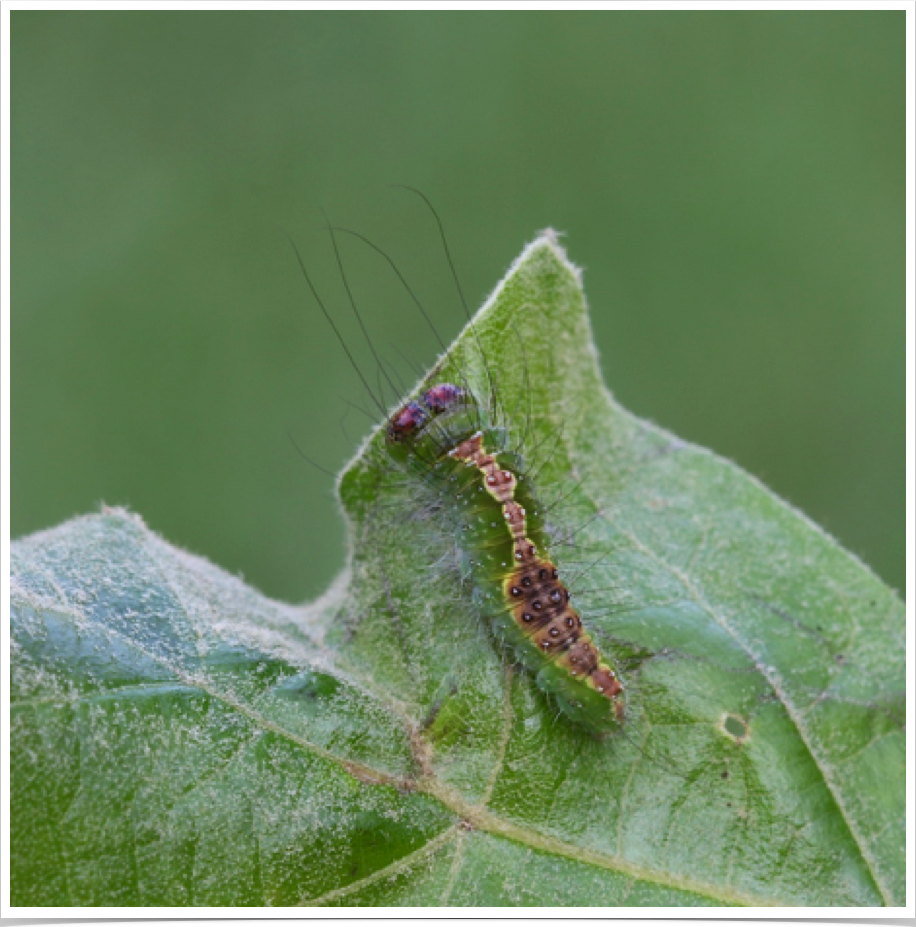 Acronicta lithospila
Streaked Dagger
Cherokee County, Alabama